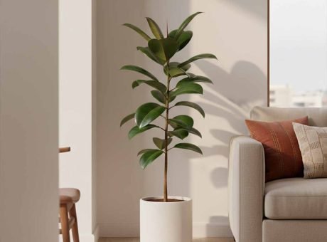 A tall, healthy Rubber Plant in a white cylindrical pot, standing in a sunlit corner of a modern living room next to a beige sofa with earthy-toned cushions.